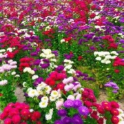 见土就活网红小雏菊花种籽子500粒+2肥料