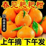 少羽 春见耙耙柑 9斤 特大果80mm+