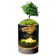 丘辰青苔藓微景观生态瓶办公室内绿植盆栽桌面DIY造景观植物摆件礼物 有光青年（小夜灯）