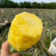 云南高原爆汁香水菠萝 9斤