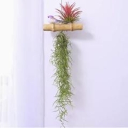 空气无土凤梨+老人须松萝垂吊植物