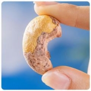 春江月 特大颗粒越南紫皮腰果500g罐装原味孕妇带皮坚果新货小孩零食