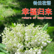 春速 精选铃兰带芽 5棵