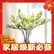 德梵蒂 遇水开花水培玉兰花 10颗装