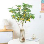 月畅 水培植物桂花树苗盆栽浓香型四季桂金桂室内阳台庭院好养绿植花卉