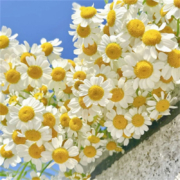 洋甘菊500粒+2带肥料
