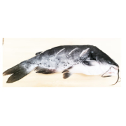 胖虎暖暖 叉尾鮰鱼500g*5件