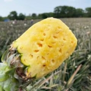 香水菠萝 云南高原解腻水果 9斤