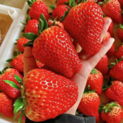 春节不打烊！！ 红颜99草莓 净重2.5斤彩箱装单果 30克+