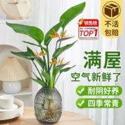 爱你一万年 天堂鸟盆栽花卉