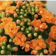 狄古 长寿花盆栽 米橙