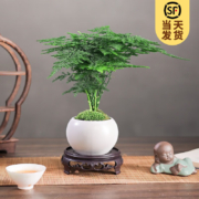 开时果 文竹盆栽桌面摆件盆景 文竹（白玉圆陶盆+苔藓+底座）