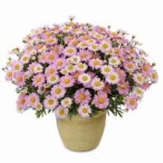 四季播种开花籽子波斯菊 100粒