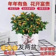 雪柳鲜枝水培干枝支绿植物室内鲜花水养开花卉龙柳盆栽插花客厅