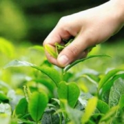 吴裕泰 茶叶茉莉花茶 喜上眉梢 300g 浓香特种 春节送礼茶叶礼