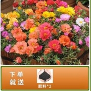 梅昂 太阳花1万粒+2包肥