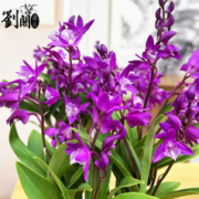 刘阁兰花 苗 七彩石斛兰 有带花苞泼墨香水石斛室内外花卉绿植盆栽