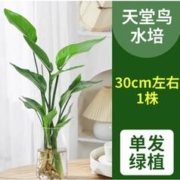 爱你一万年 天堂鸟盆栽花卉 高30-40cm
