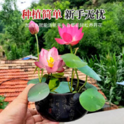 多彩碗莲种子室内盆栽春四季播水培植物荷花睡莲花卉种孑莲花种籽