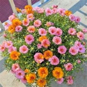 太阳花种子10000粒+2包化肥