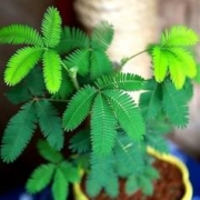 送肥料 害羞草盆栽植物花卉种子