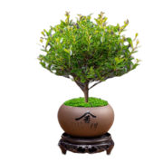 京东百亿补贴：幼薇 小叶赤楠盆景摆件