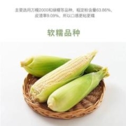 东北玉米新鲜糯玉米速冻玉米香甜软糯大白糯玉米8支每支300-350g