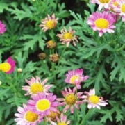 梅昂 混色翠菊种子 500粒+肥料
