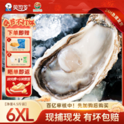 贝司令（BEISILING）【活鲜】鲜活乳山生蚝海鲜贝类6XL单只300g起 净重4.5斤 6-8只装