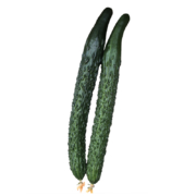天降福利：蔬菜种籽大全