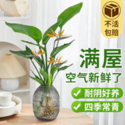 爱你一万年 天堂鸟盆栽花卉