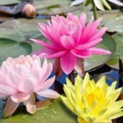 春速 水培睡莲 3颗