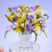 REFLOWER 花点时间 38女神节小苍兰10枝