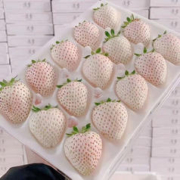 谷园绘 女神节福利价！！！新鲜淡雪白草莓网红女神节特大果1斤22粒 礼盒装