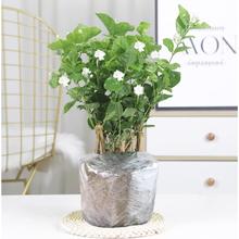 云寒 茉莉花6年苗5棵