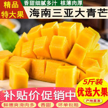 集南鲜海南大青芒 新鲜甄选 现摘热带青皮甜心 生鲜节日送礼水果整箱 5斤含箱大果（单果250g以上）