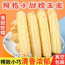 相遇红颜 云南西双版纳拇指小玉米宝宝代餐即食软糯香甜早餐玉米健康食材 拇指玉米一级饱满 258g 8根