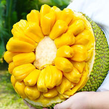 现摘新鲜菠萝蜜 精选特大果 25-30斤