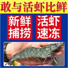 XYXT 虾有虾途 渤海大虾 17-19厘米 4斤