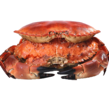 京鲜港 面包蟹 鲜活熟冻超大 英国进口满黄大螃蟹 只只母蟹 特大只 600-800g/只