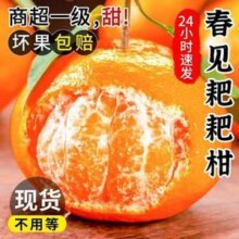 誉福园 四川春见耙耙柑 特大果 果径80-85mm 5斤