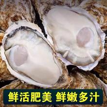 乳山生蚝 XXXL 5.5斤装 鲜活（带官方溯源防伪标识、死蚝包赔）