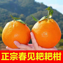 鲜程祥合 多汁 特大果 四川春见耙耙柑 9斤装 果径80-100mm