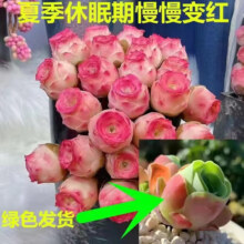 轩林美 水蜜桃玫瑰【单头3-4cm】