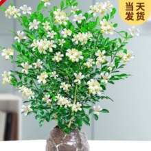 开时果 九里香盆栽树苗老桩（当年开花）水培植物室内绿植浓香 约35-40cm 多杆+原土发货 （加享 营养肥料）