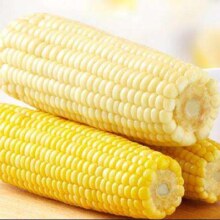 PLUS会员：珍谷诱惑   东北有机糯玉米 9根 1.6kg