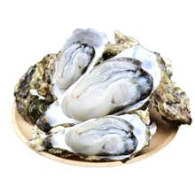 蜀皇 乳山生蚝鲜活6斤 特大生蚝肉即食牡蛎贝新鲜海蛎子 威海发货 送货上门