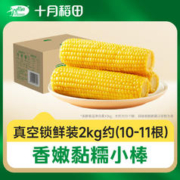 十月稻田 黄糯玉米东北小棒粘黏新鲜苞米软糯香甜2kg独立真空包装