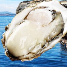 京东百亿补贴:峰贝【活鲜】山东生蚝  3XL号净重4.5斤(约12-18只）