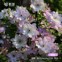 HONGYUE 虹越 铁线莲苗 绿玉 1棵